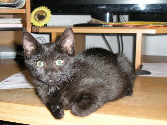Vlad - Domestic Short Hair