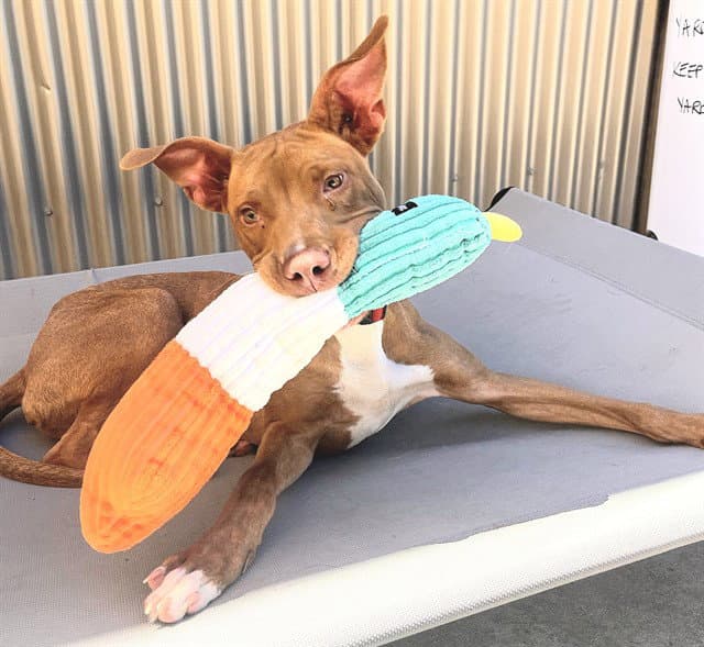 Unknown - Pit Bull Terrier
