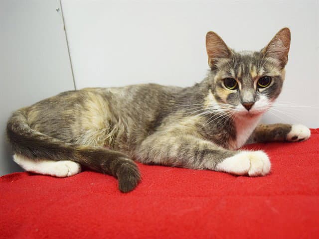 Unknown - Domestic Short Hair