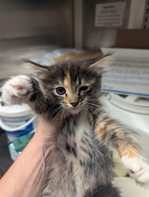 Squirrel - Domestic Short Hair