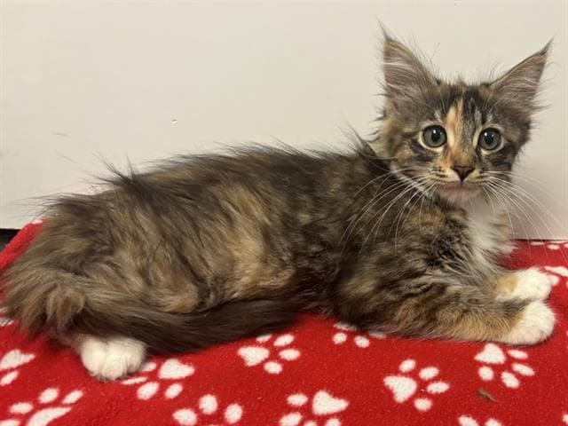 Squirrel - Domestic Medium Hair