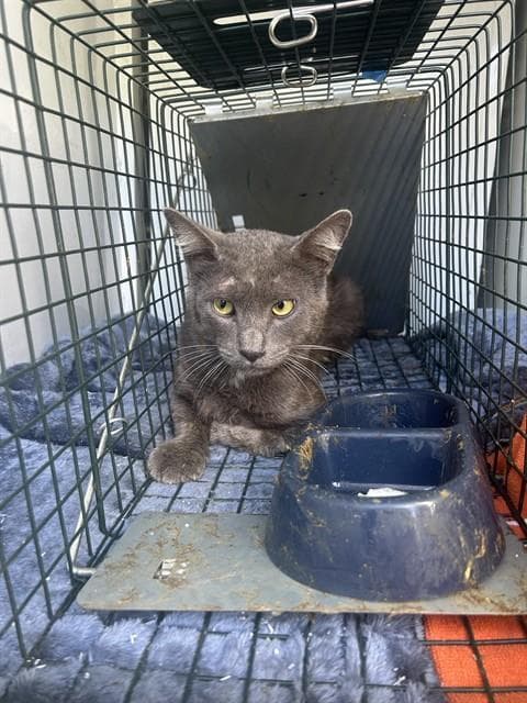 Unknown - Domestic Short Hair