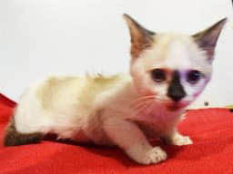 Emma image 1