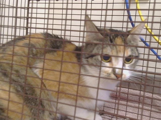 Millie - Domestic Short Hair