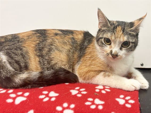 Millie - Domestic Short Hair