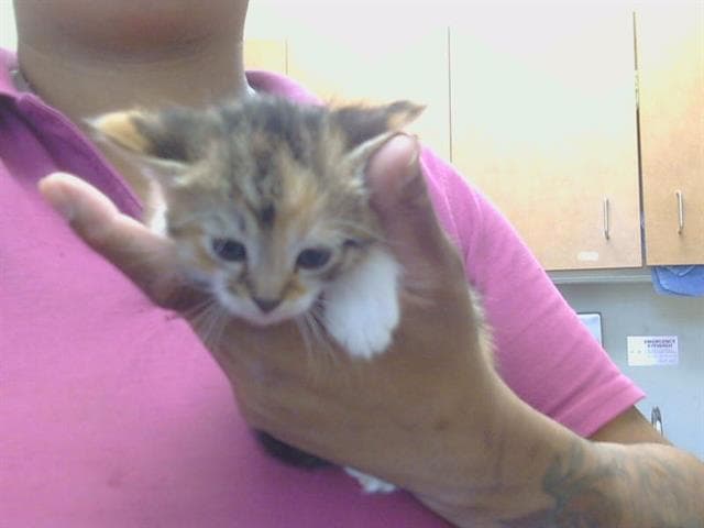 Kitkat - Domestic Short Hair