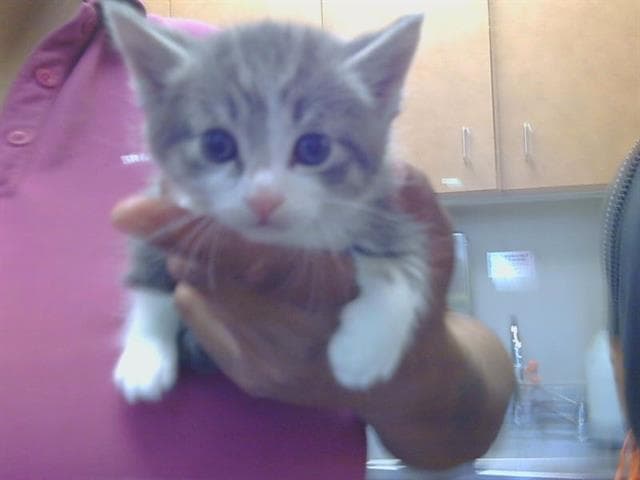 Billy - Domestic Short Hair