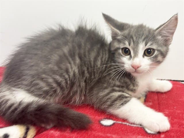Billy - Domestic Short Hair