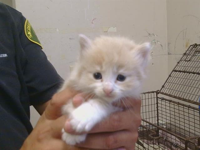 Mars - Domestic Medium Hair