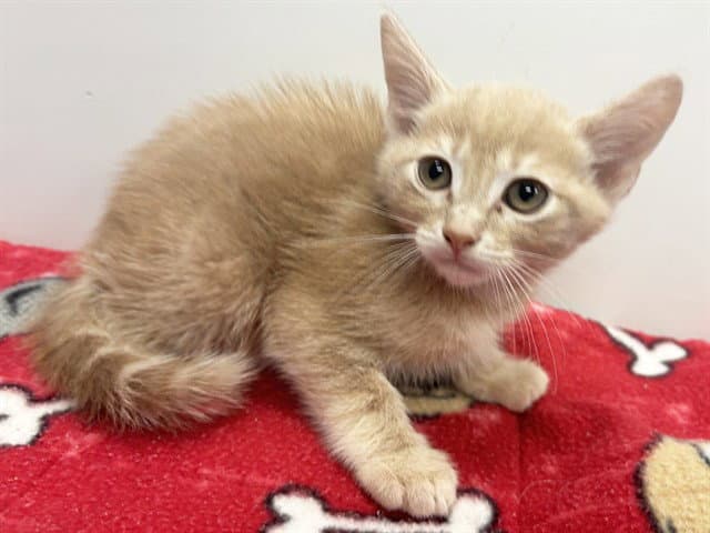 Mars - Domestic Medium Hair