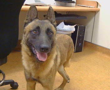 Kix - Belgian Shepherd Malinois