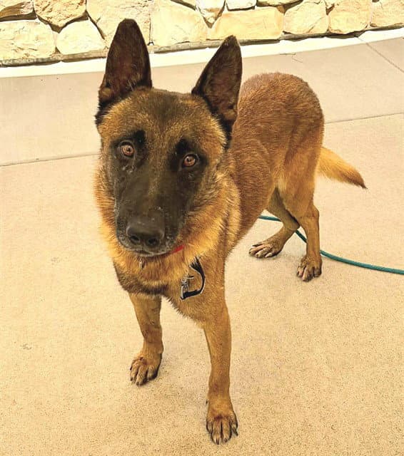 Kix - Belgian Shepherd Malinois