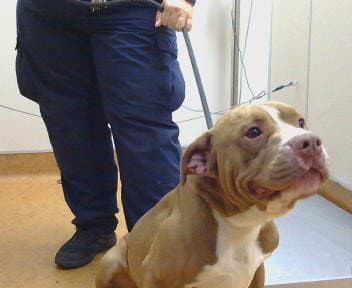 Harry Styles - Pit Bull Terrier