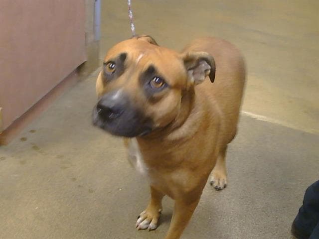 Lemonade - Pit Bull Terrier