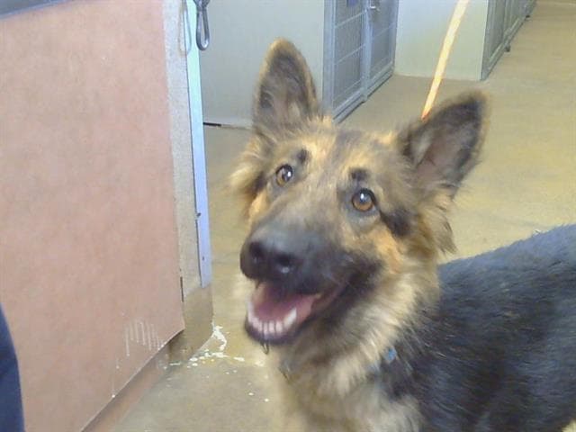 Unknown - German Shepherd Dog