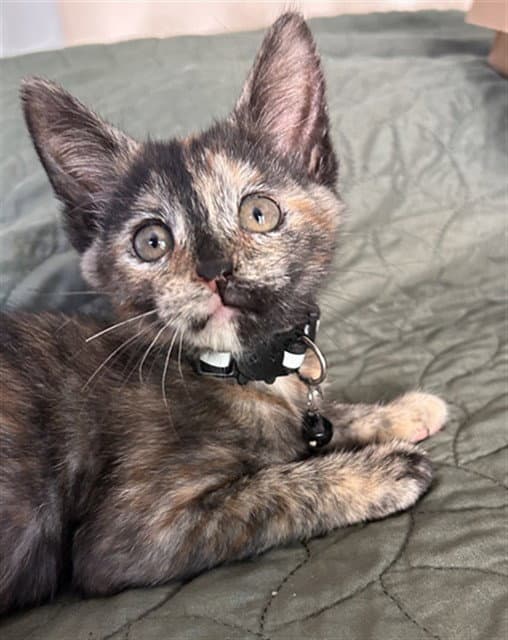 Purr - Domestic Short Hair