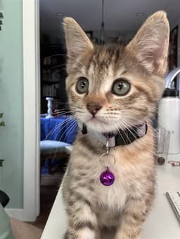 Nala image 1