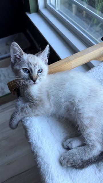 Olive - Domestic Short Hair