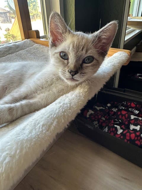 Fig - Domestic Short Hair