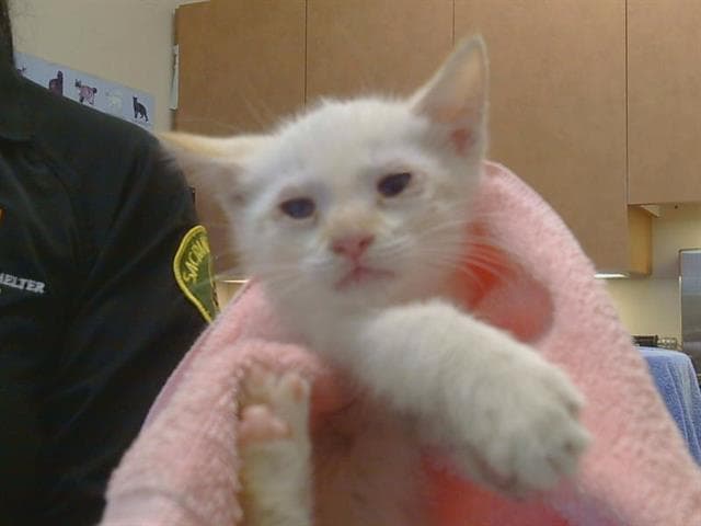 Maple - Domestic Short Hair