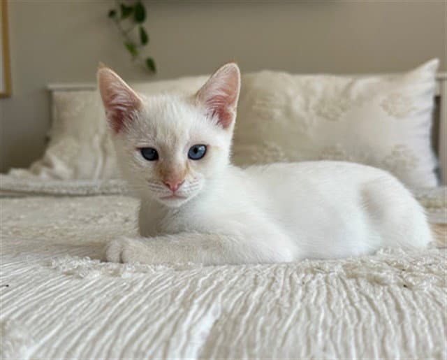 Maple - Domestic Short Hair
