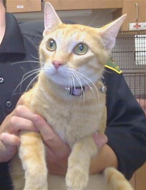 Unknown - Domestic Short Hair
