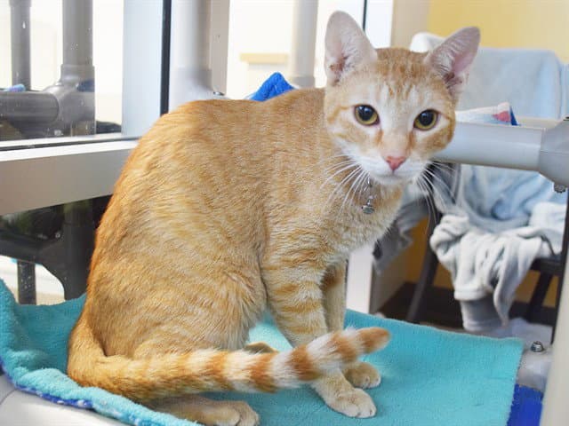 Unknown - Domestic Short Hair