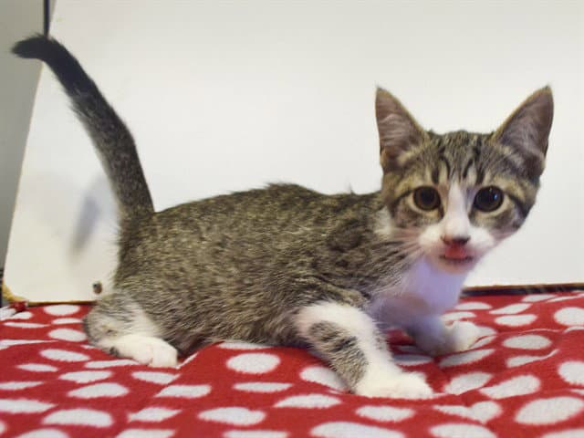 Silver - Domestic Short Hair