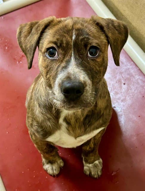 Nova - Pit Bull Terrier