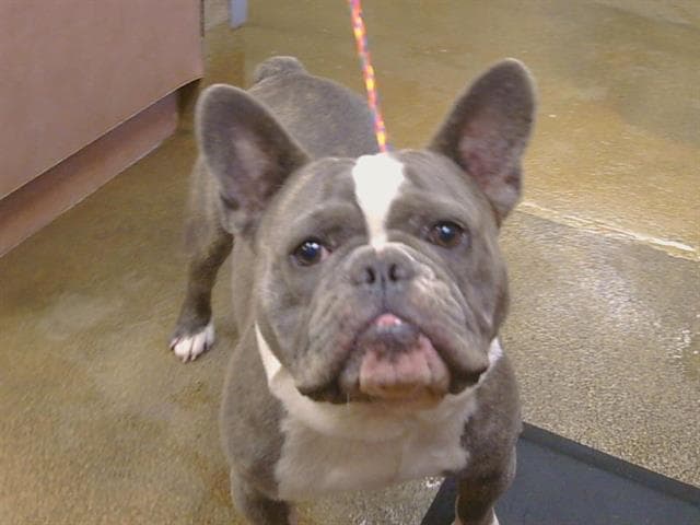 Frank - French Bulldog