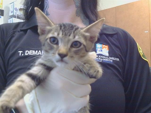 Unknown - Domestic Short Hair