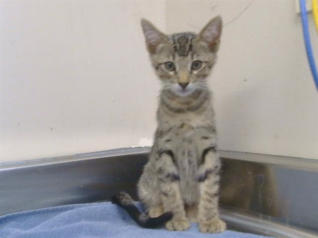 Unknown - Domestic Short Hair