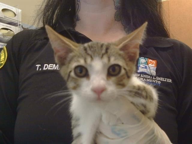 Unknown - Domestic Short Hair