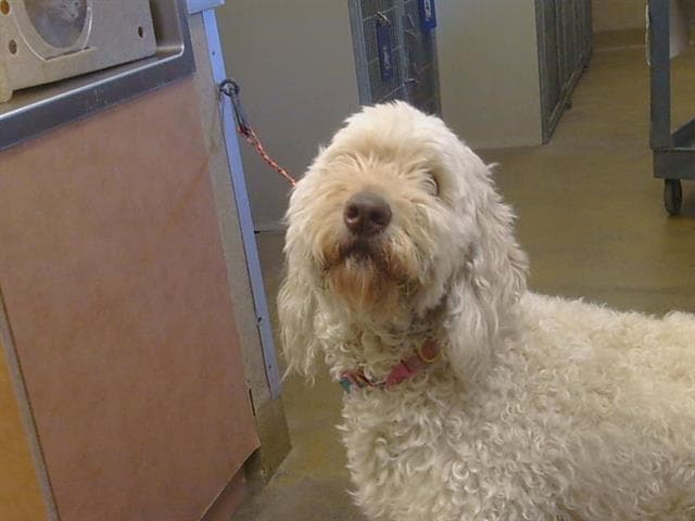 Unknown - Poodle (Standard)