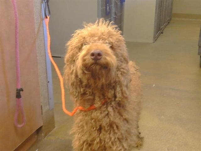 Unknown - Poodle (Standard)