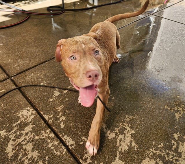 Diamond - Pit Bull Terrier