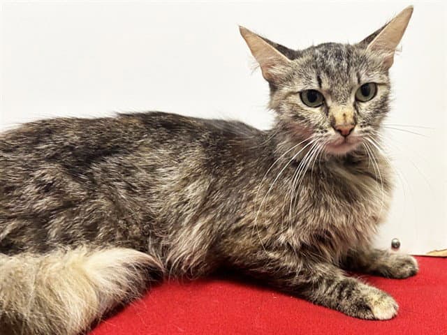 Unknown - Domestic Medium Hair
