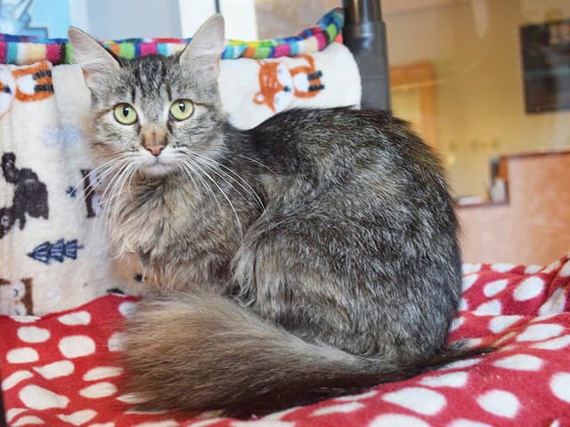 Unknown - Domestic Medium Hair