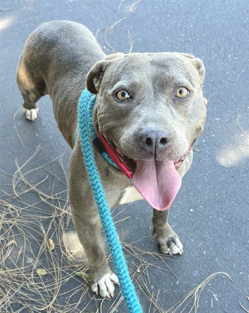 Violet - Pit Bull Terrier