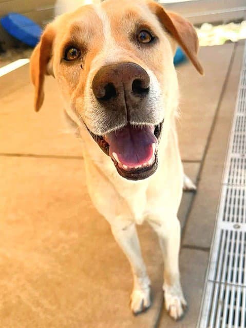 Cheese - Labrador Retriever