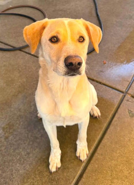 Cheese - Labrador Retriever