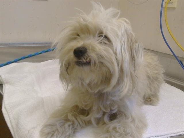 Luna - Maltese
