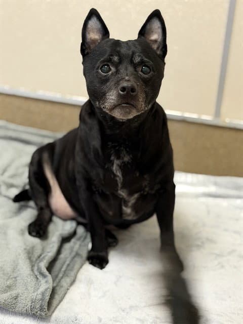 Tina - Chihuahua