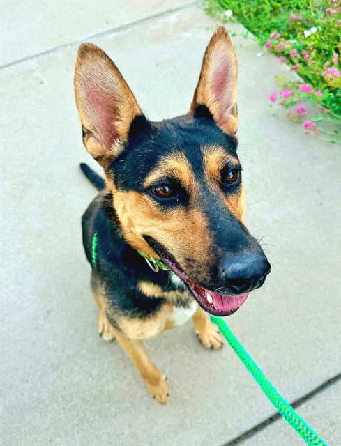 Savannah - German Shepherd Dog