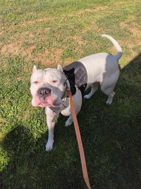 Odin - Dogo Argentino