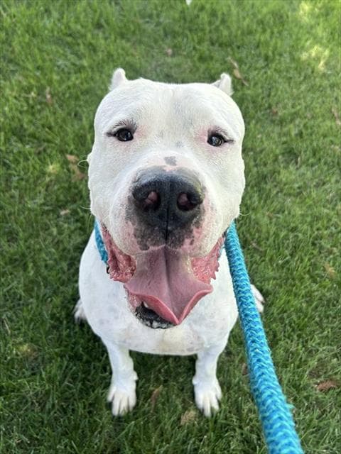 Odin - Dogo Argentino