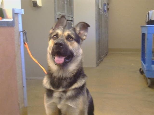 Unknown - German Shepherd Dog