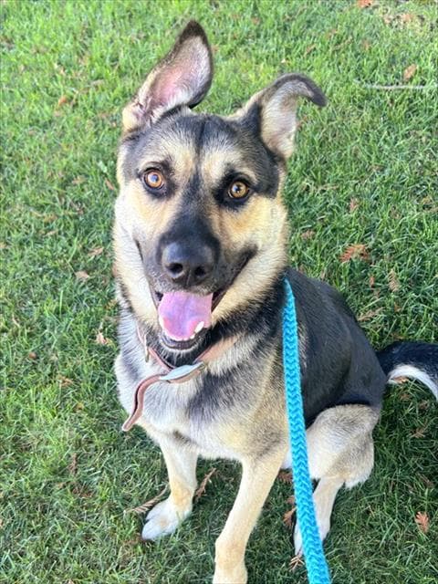 Unknown - German Shepherd Dog