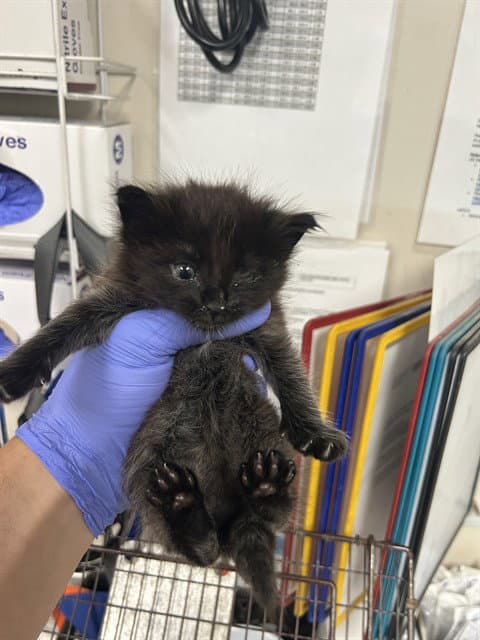 Unknown - Domestic Short Hair
