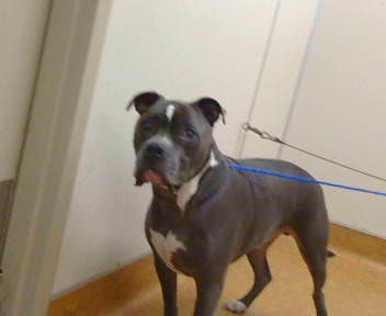 Panda - Pit Bull Terrier